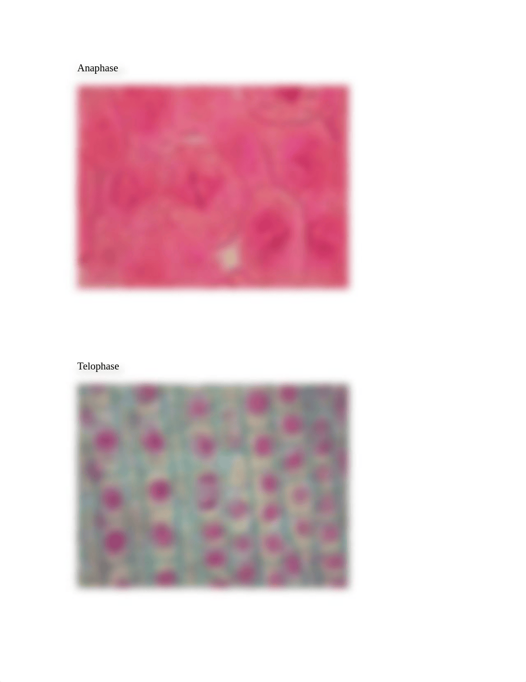 Biology Mitosis Homework_detaf6nebdb_page1