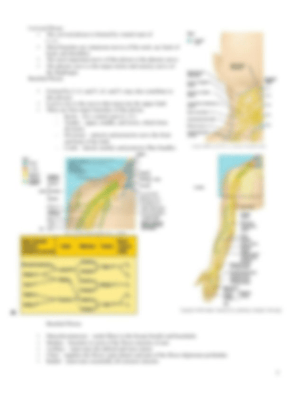 BIO_2113__Lab_5_Modified_Limb_Muscular_S_deu55rma02u_page5