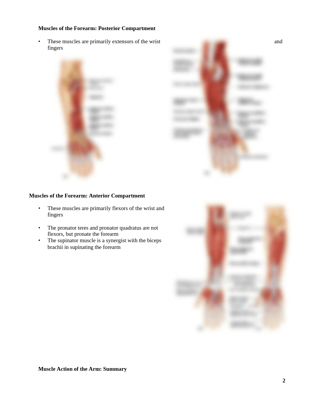 BIO_2113__Lab_5_Modified_Limb_Muscular_S_deu55rma02u_page2