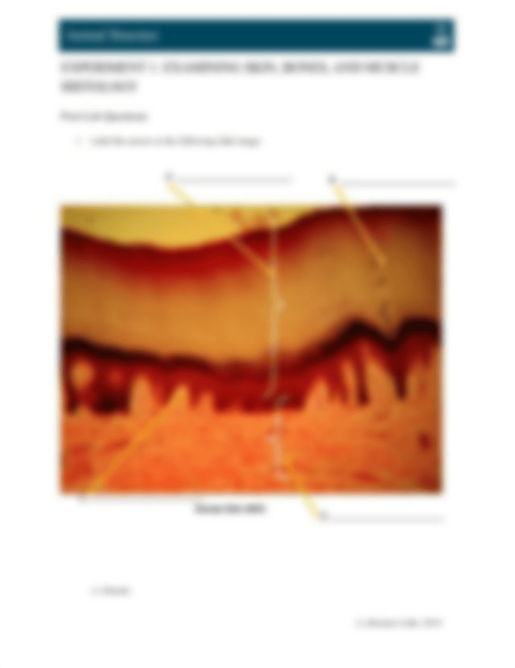 IB_1108_L24_AnimalStruct (1).docx_deudtnalb6w_page2