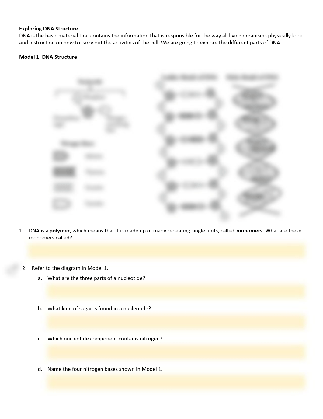 Copy of Exploring DNA Structure .pdf_deumbb1tjvc_page1