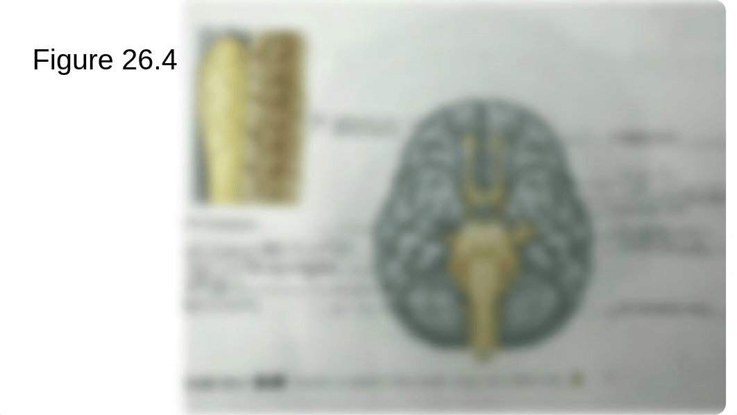 Lab practical 1 study guide_deup8dyyko6_page4