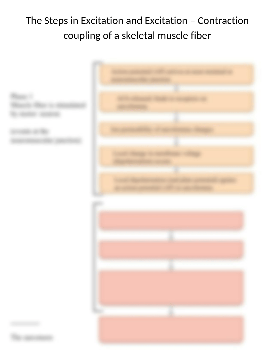 Steps in Excitation and EC coupling of muscle.docx_deupc8u1326_page1