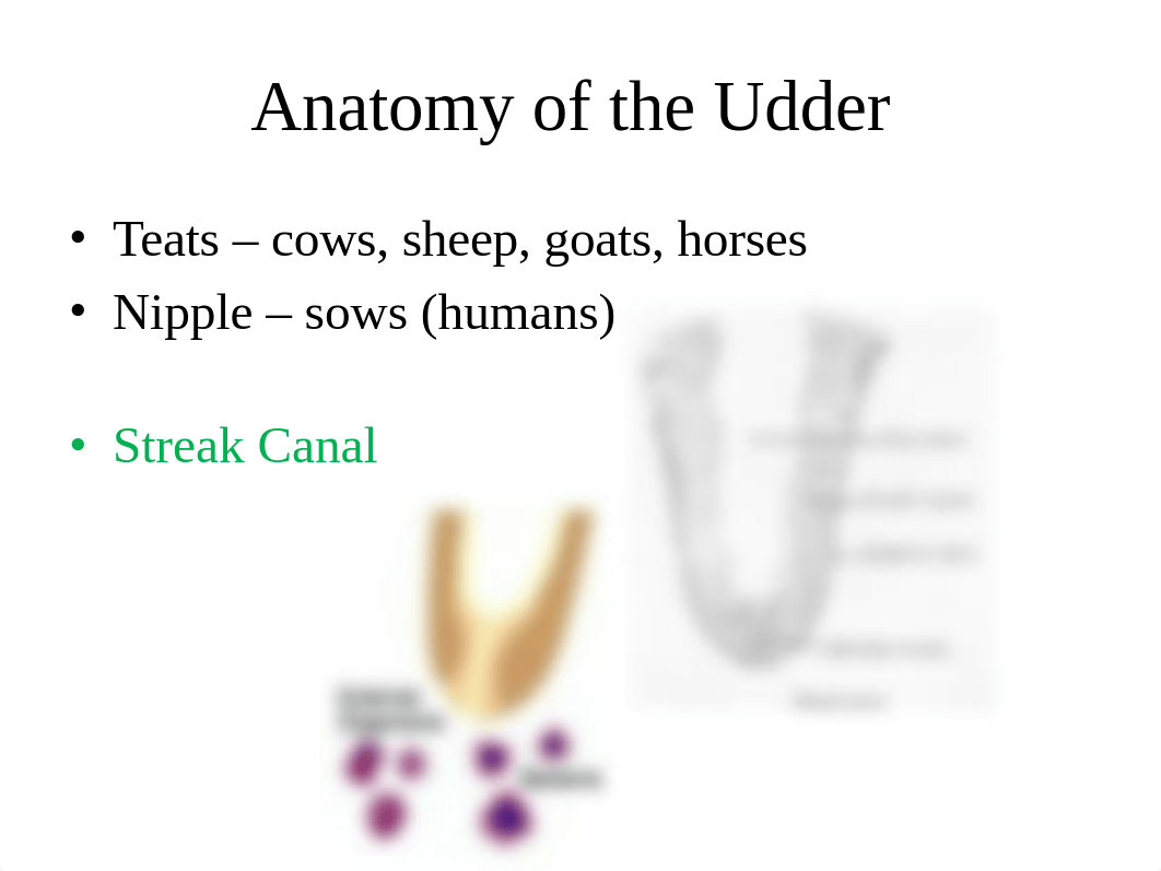 Physiology of Lactation.pptx_deuvn73hb0p_page4