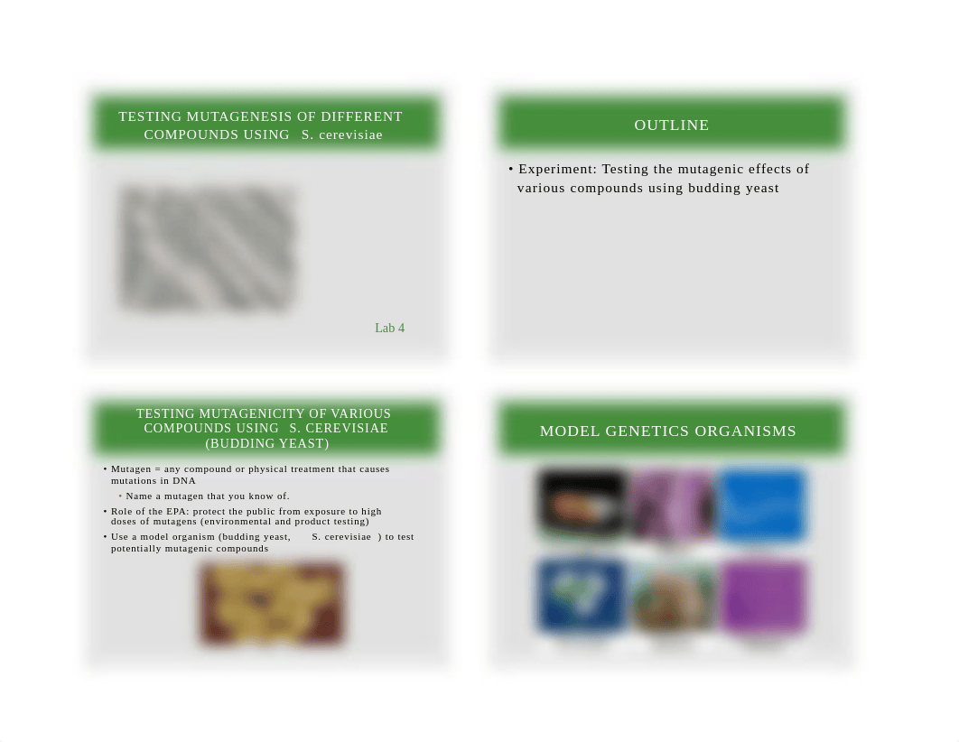 B1105 Lab 4 Yeast Mutagenesis .pdf_dev1ccmv3xz_page1