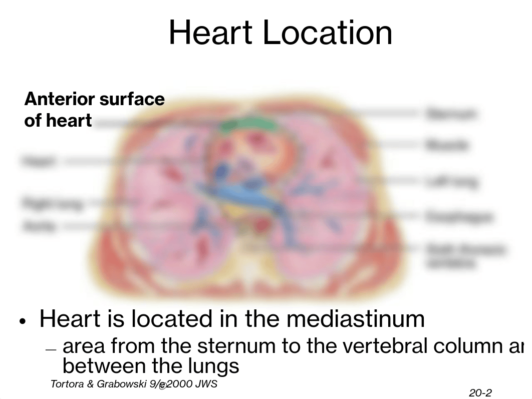 Chapter 20 - Cardiovascular System - The Heart.pdf_devgme8os77_page2