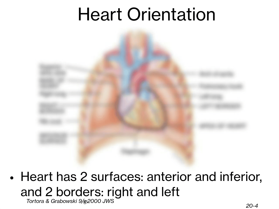 Chapter 20 - Cardiovascular System - The Heart.pdf_devgme8os77_page4