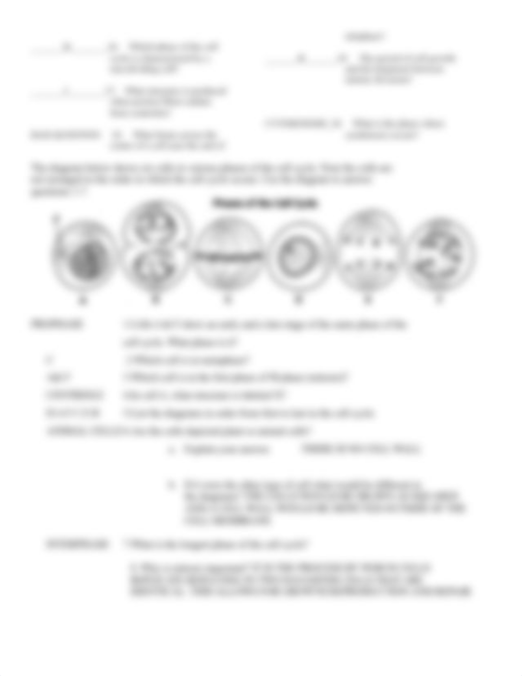 THE CELL CYCLE WORKSHEET ANSWERS.doc_devmi67udm0_page2