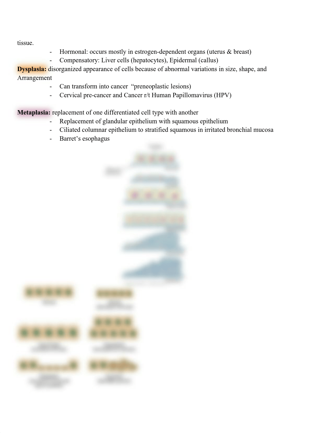 Exam 1_ Patho Cellular Regulation & Infection.pdf_devy58n831k_page2