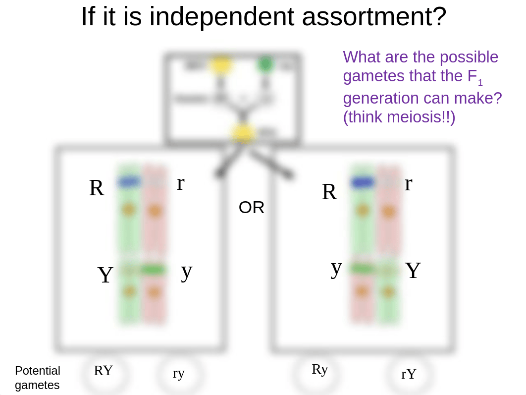 BIOL160_F19_Ch9part2.ppt_devytj46qk1_page4