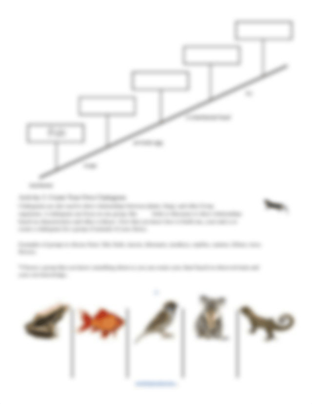 Copy of What is a Cladogram_.pdf_devztj3yx8d_page3