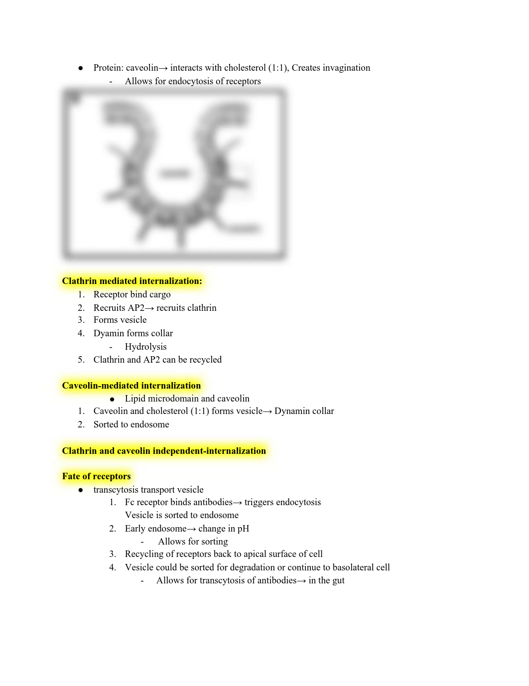 Cell physiology exam 4 .pdf_dew6cs4mw2o_page3