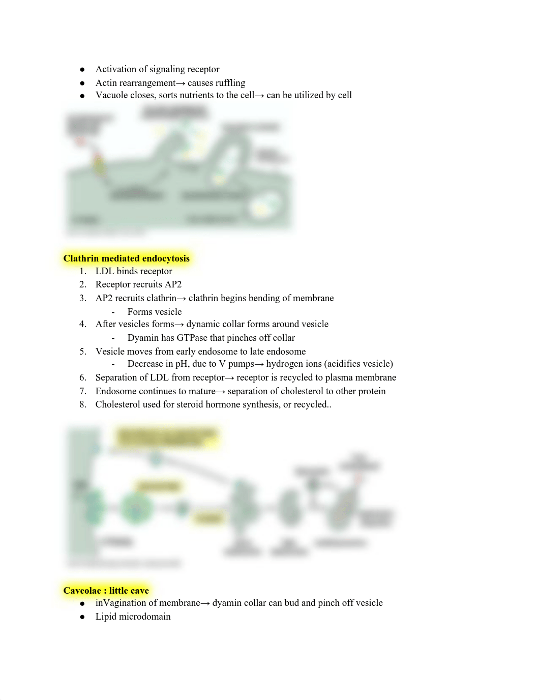 Cell physiology exam 4 .pdf_dew6cs4mw2o_page2