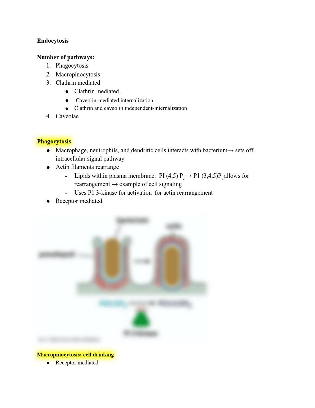 Cell physiology exam 4 .pdf_dew6cs4mw2o_page1