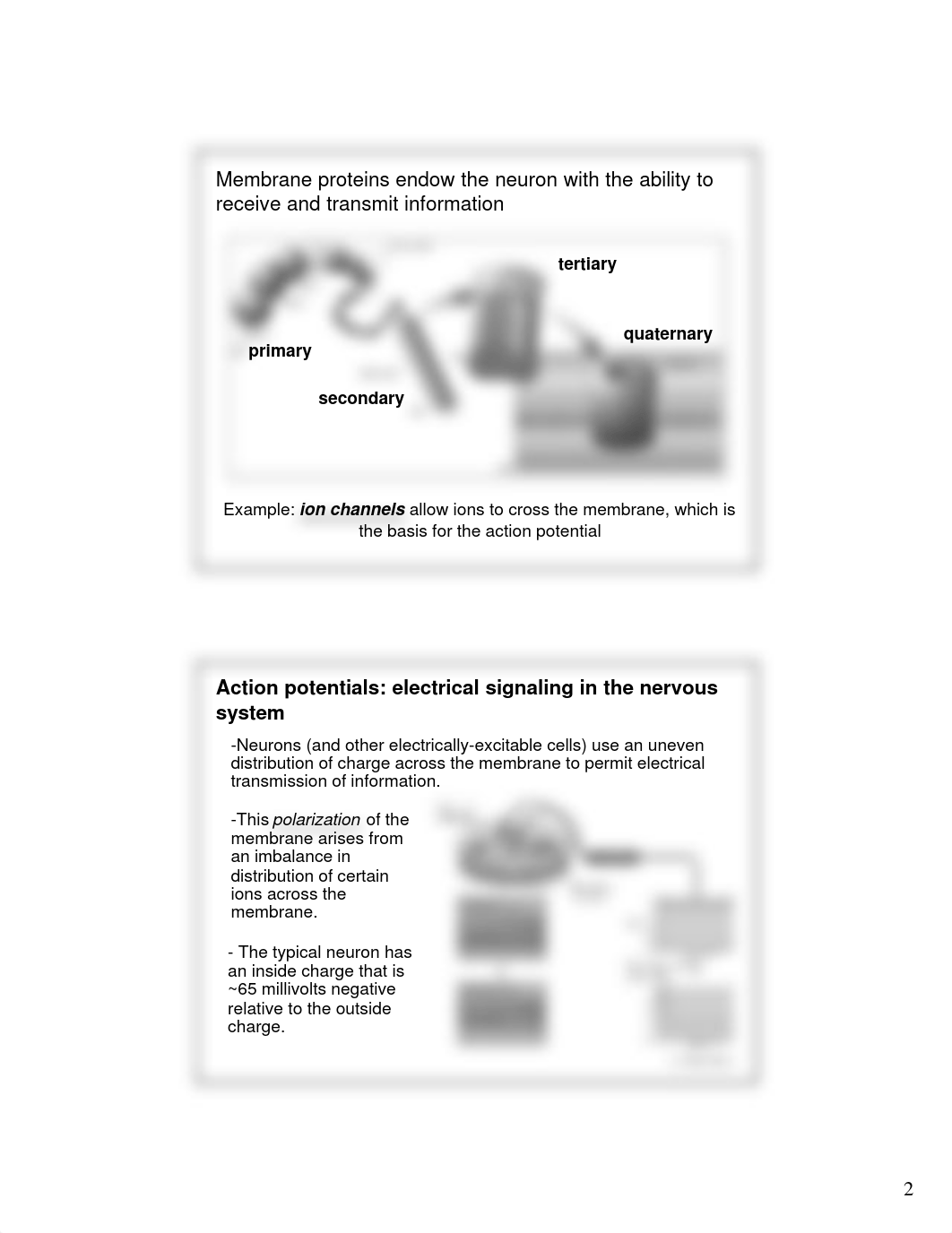 4 Ionic basis of resting potential_dex1io5puu2_page2