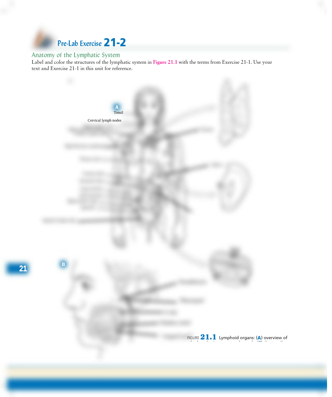 Unit 21 Pre-Lab Exercise 21-2.pdf_dex5aqqhjqz_page1