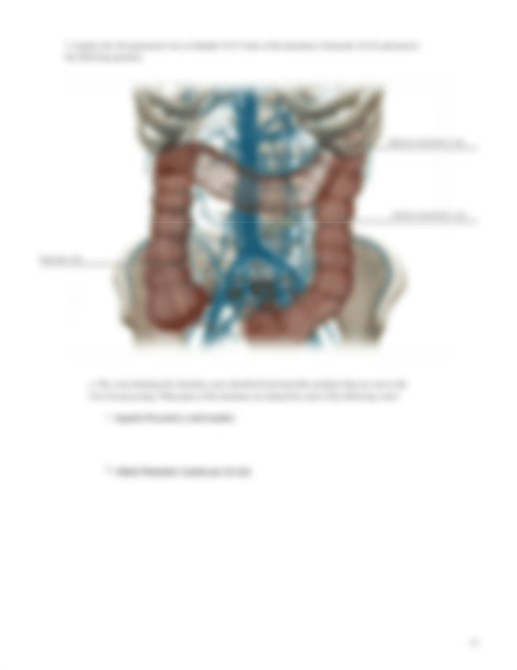 Lab_Activity_-_Blood_Vessels_III.pdf_dexc4417wdw_page5