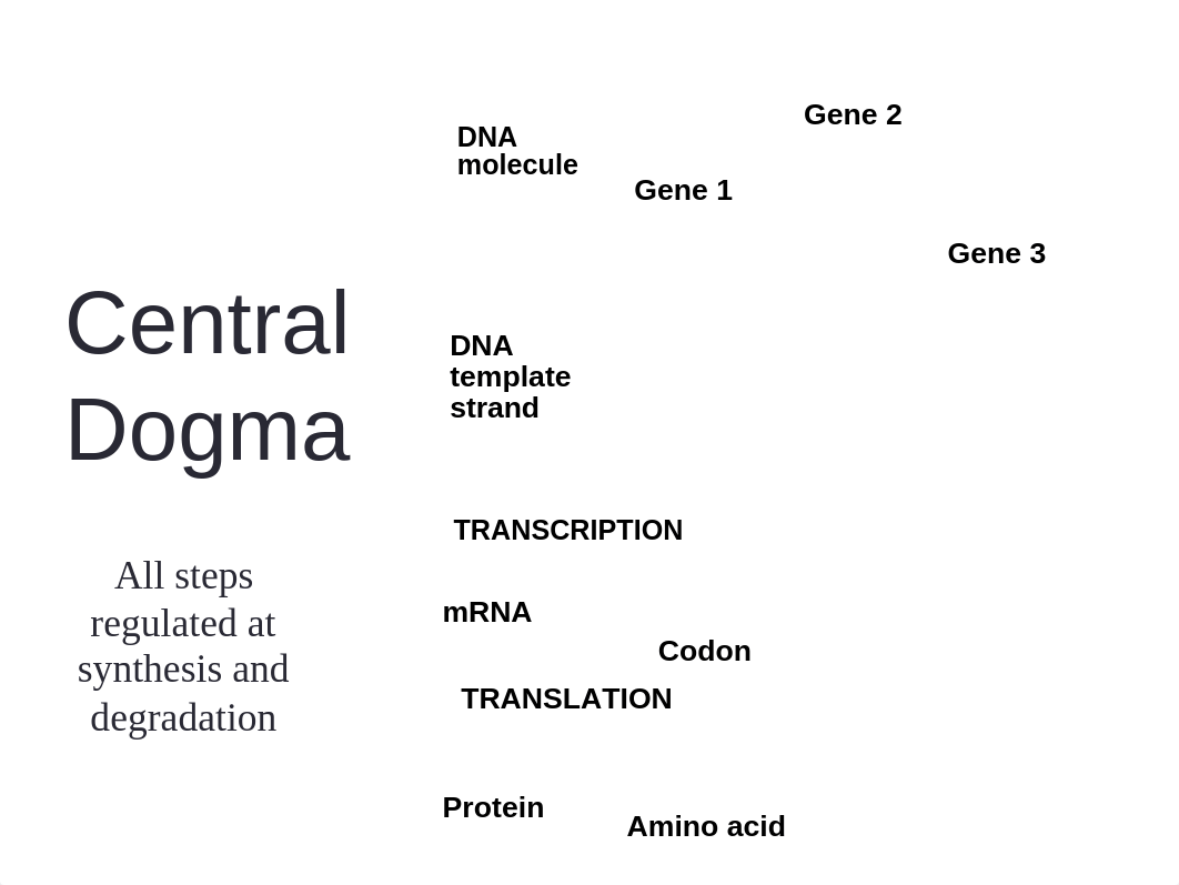 Topic 17- Gene regulation_dey0zli5b4r_page2