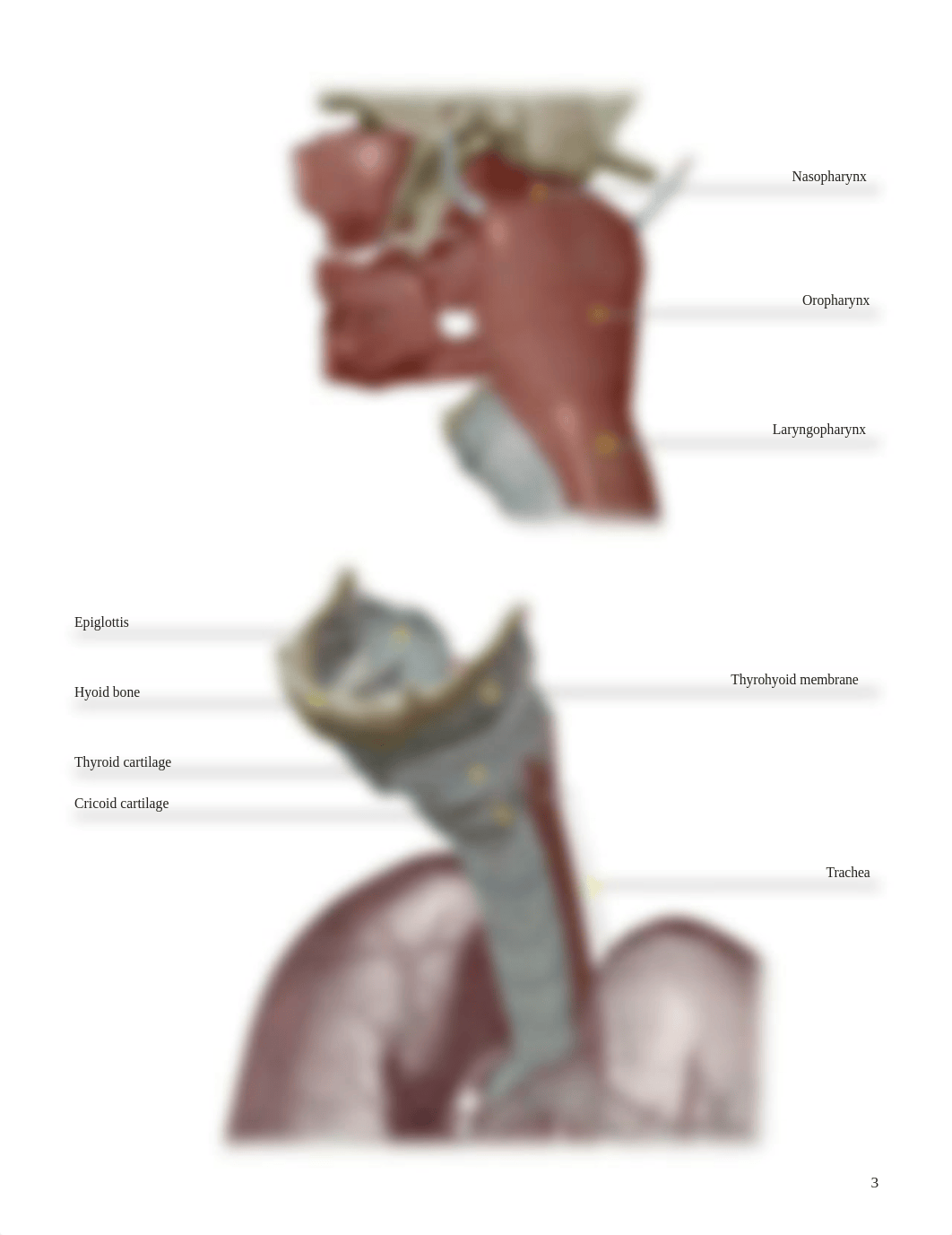 A&P 2  LAB Respiratory.pdf_dey6678k3n7_page3