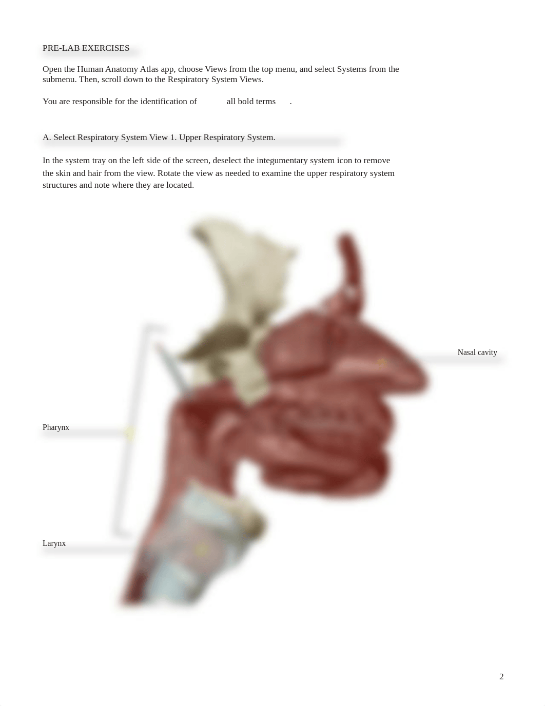 A&P 2  LAB Respiratory.pdf_dey6678k3n7_page2