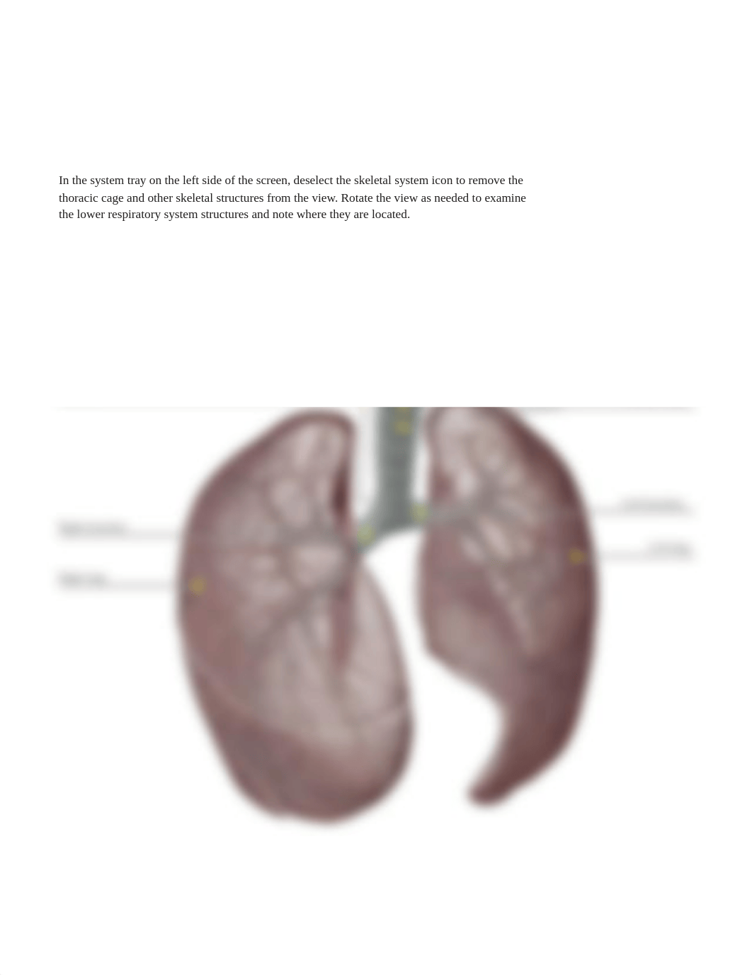 A&P 2  LAB Respiratory.pdf_dey6678k3n7_page5