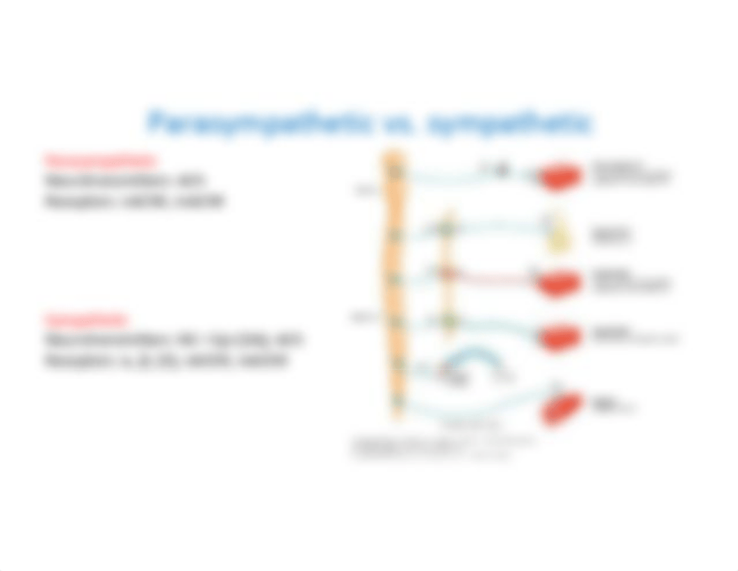 11-17_Lecture PowerPoint ANS Pharm CIS S_Kruse.pdf_dey9ppsn3m7_page2