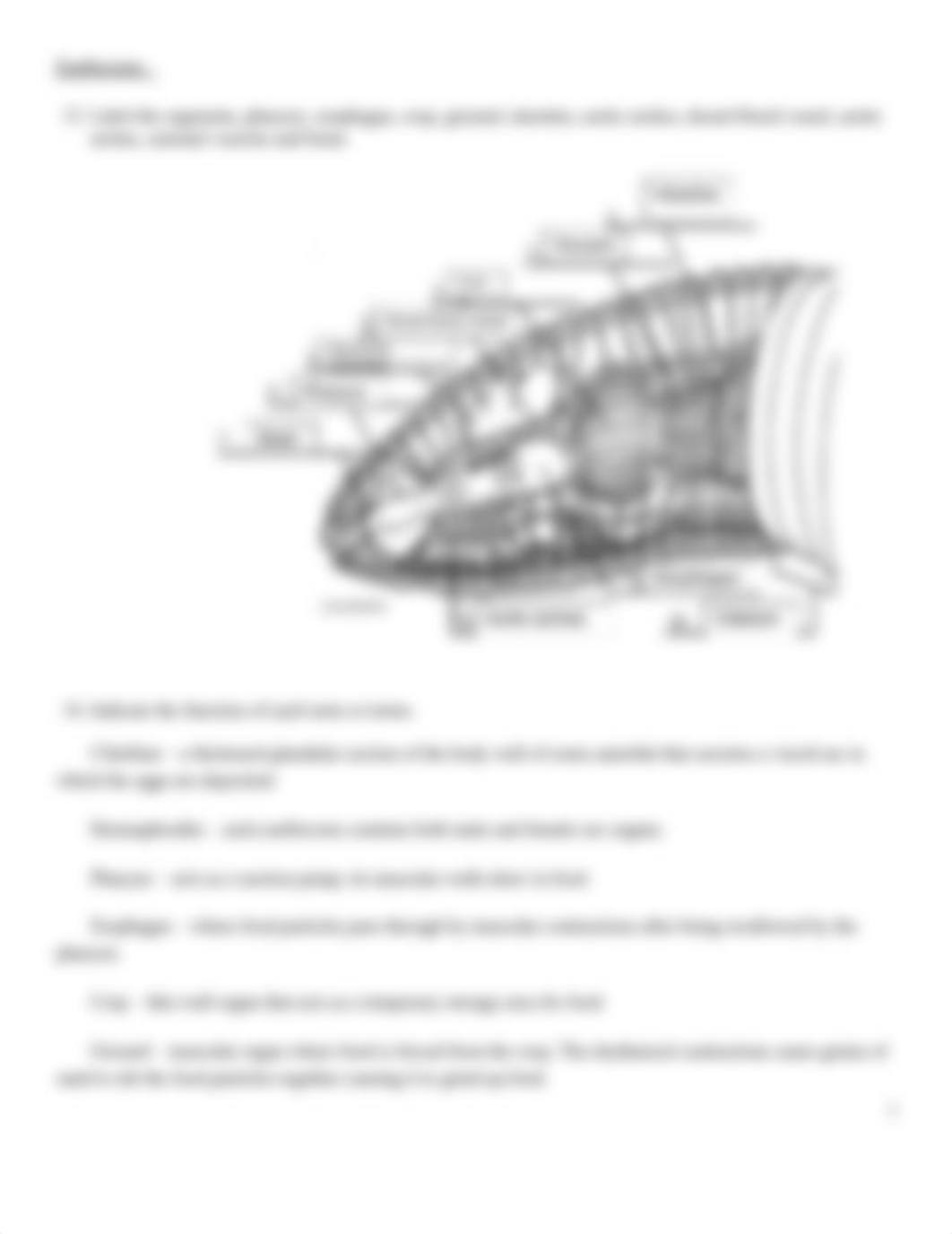 Invertebrates Lab Report - Fall 2020(1).pdf_dey9sigjr80_page3