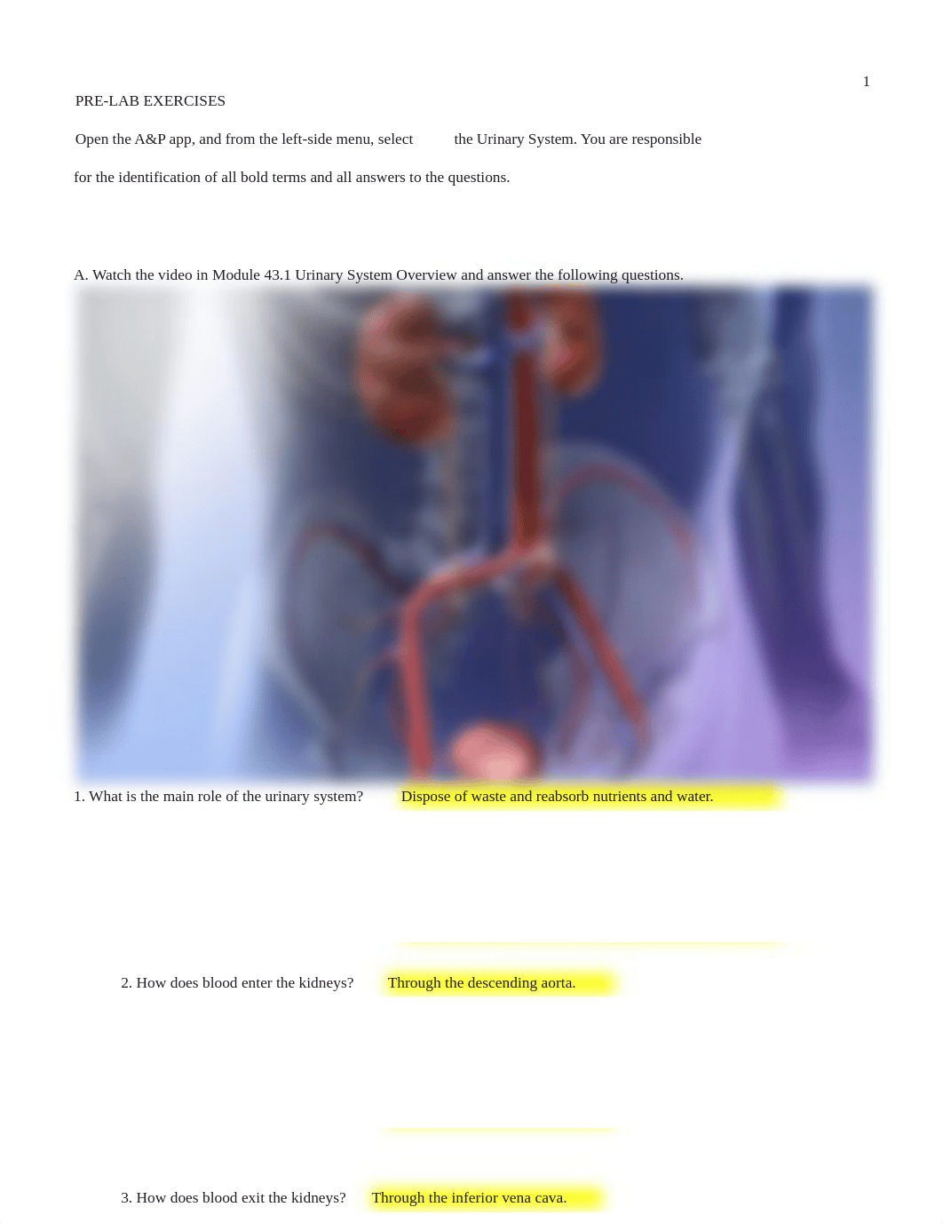 UrinarySystemLab-2.pdf_deynytgtr47_page1