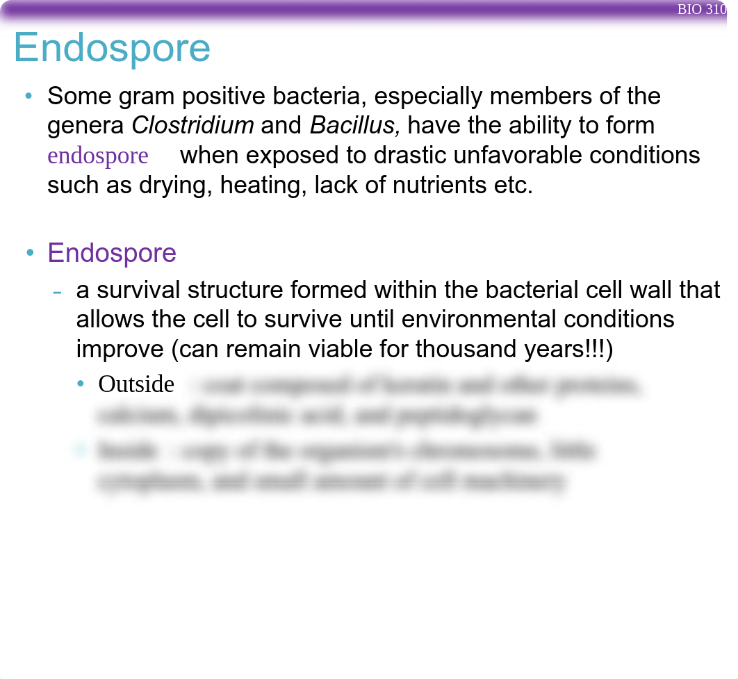 BIO310_Lab5_F17_Endospore.pdf_deyx4gmp961_page3