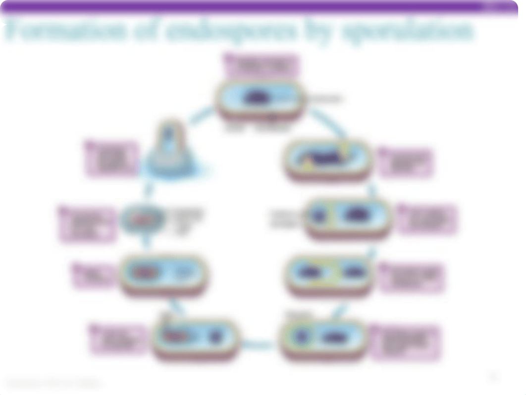 BIO310_Lab5_F17_Endospore.pdf_deyx4gmp961_page4