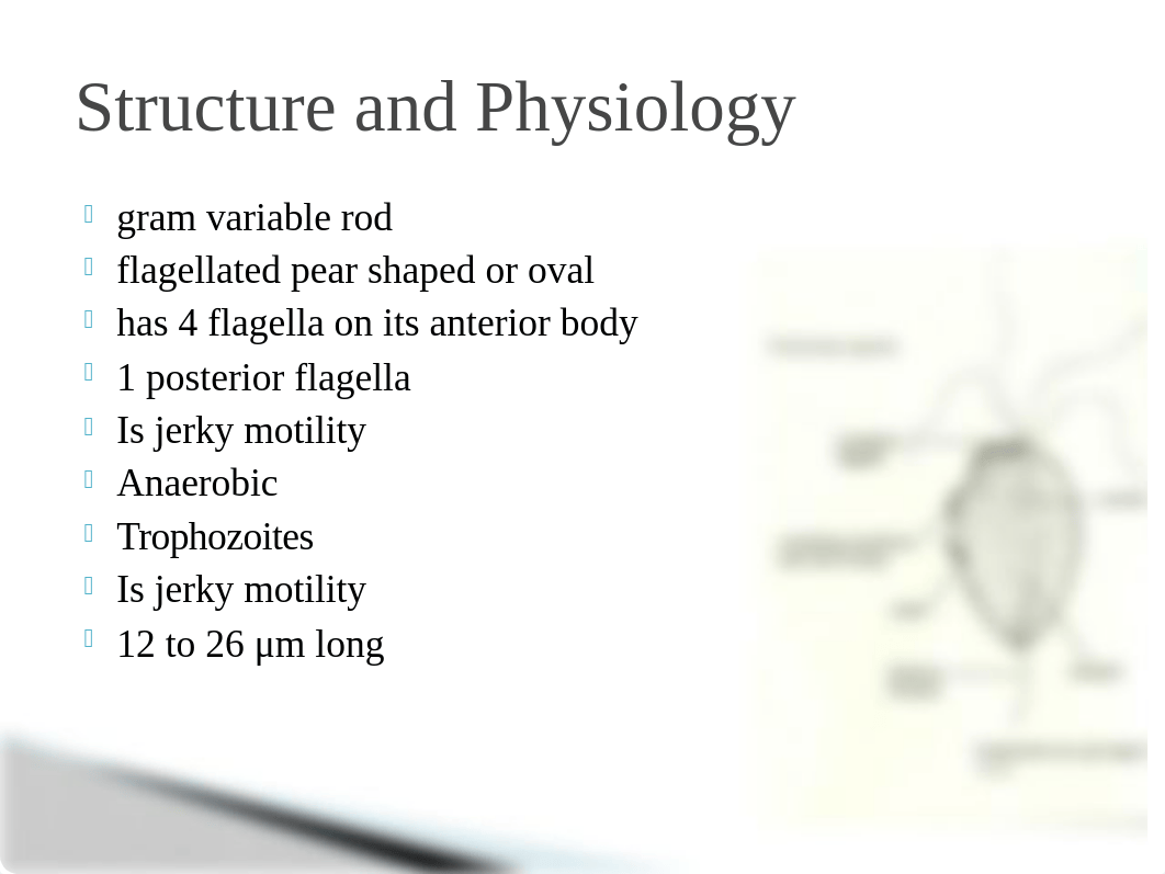 Trichomonas Vagnalis ppt.pptx_deyxfat5o96_page4