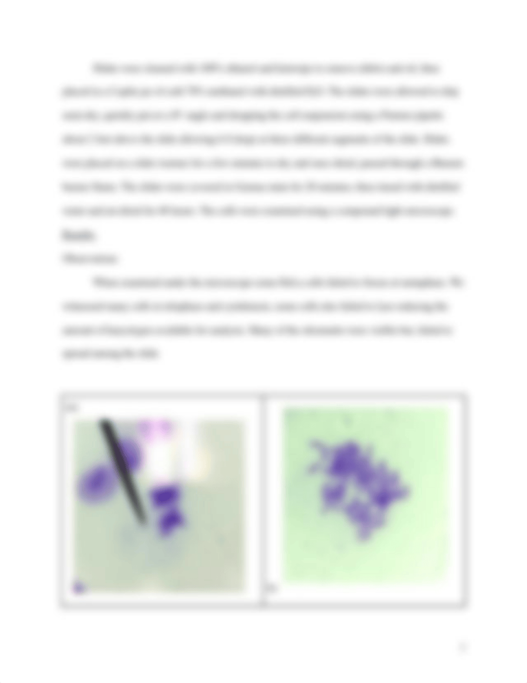 BIOL 224_ Karyotype Formal Lab Report.docx_dez4ntbrb0b_page2