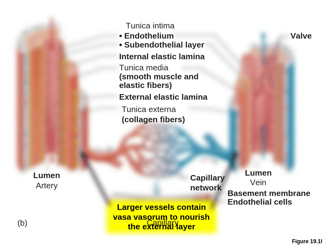 Vascular System Ch 19 web_df0dz2gt0el_page2