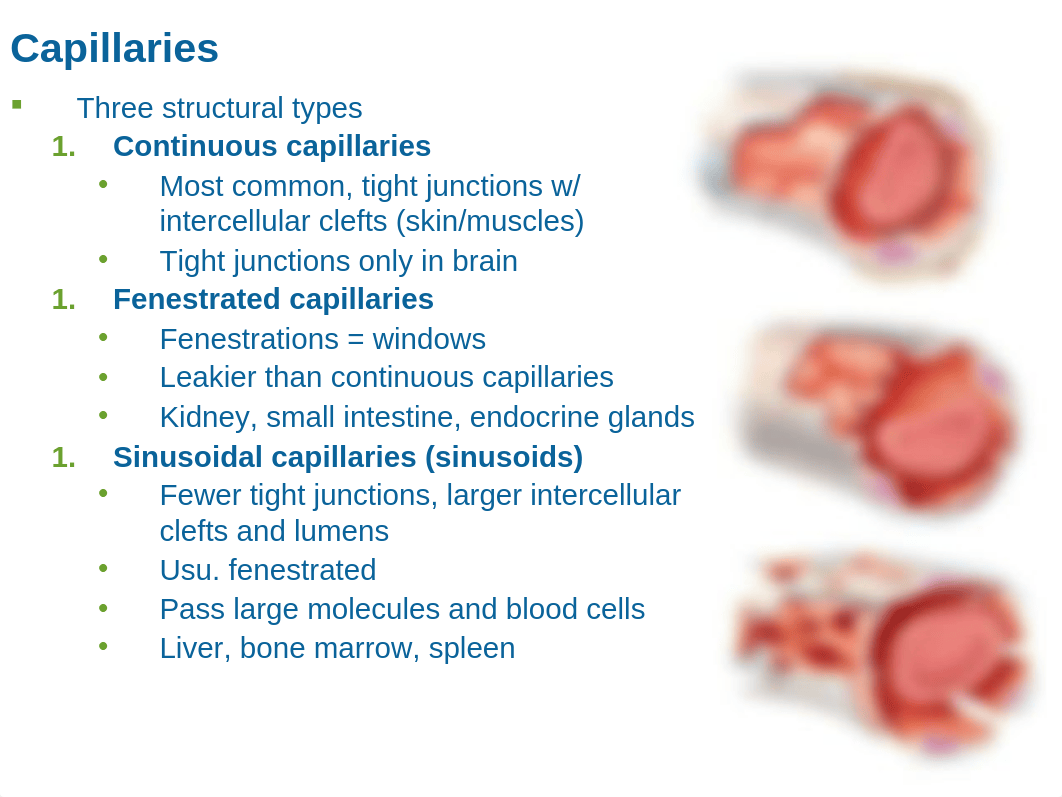 Vascular System Ch 19 web_df0dz2gt0el_page4