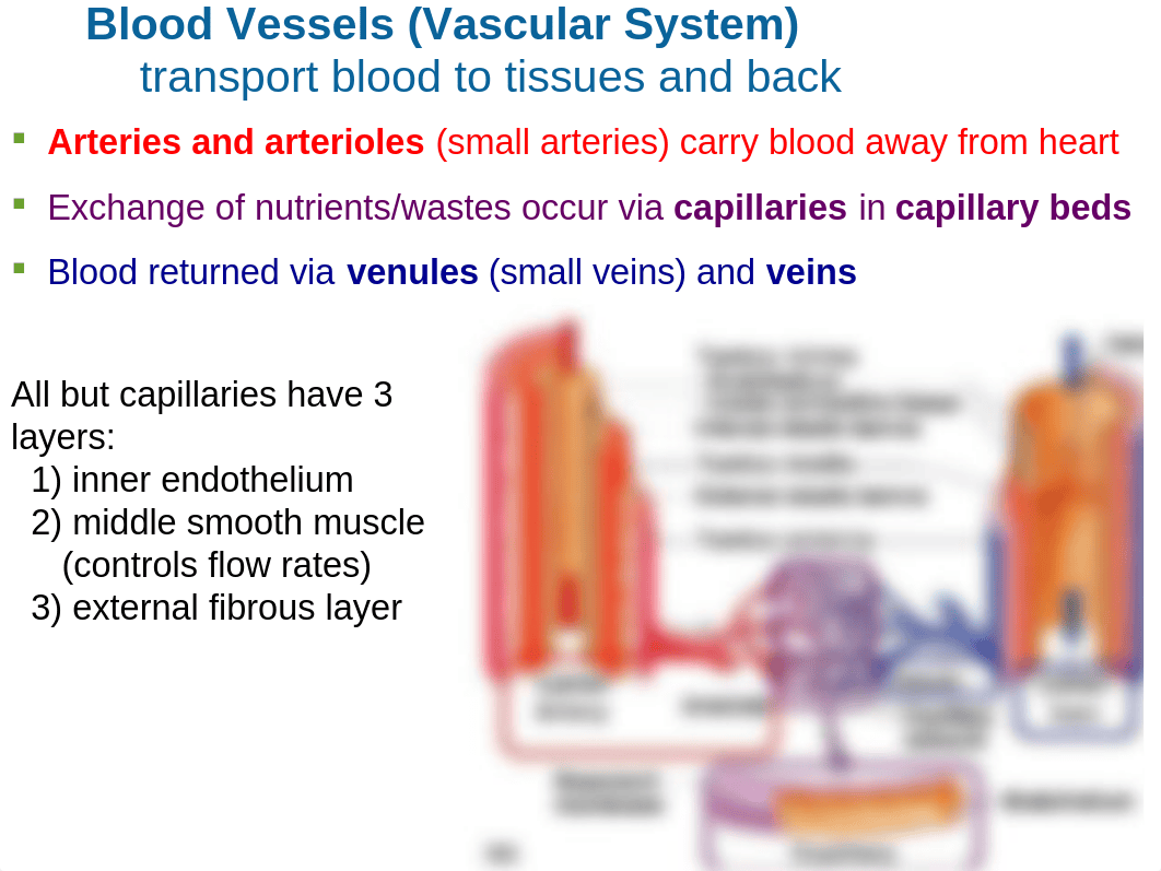 Vascular System Ch 19 web_df0dz2gt0el_page1