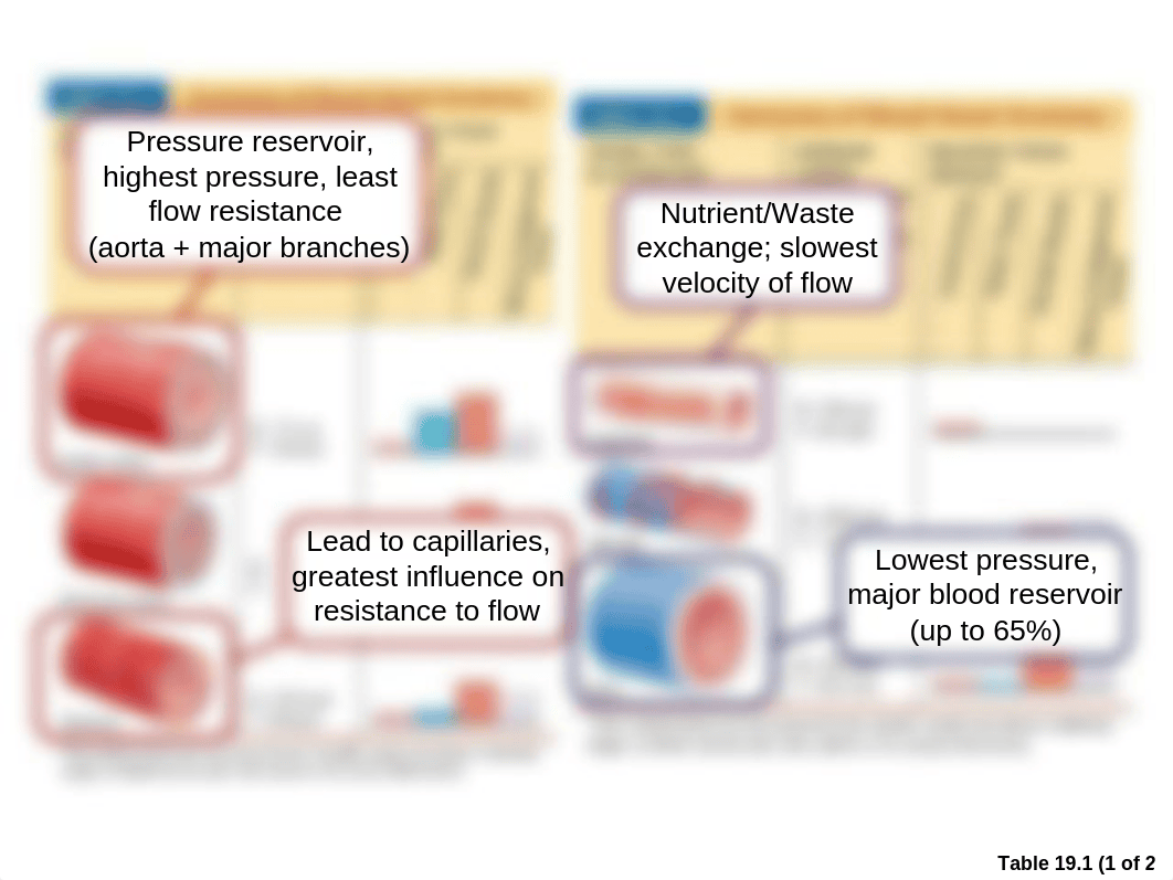 Vascular System Ch 19 web_df0dz2gt0el_page3
