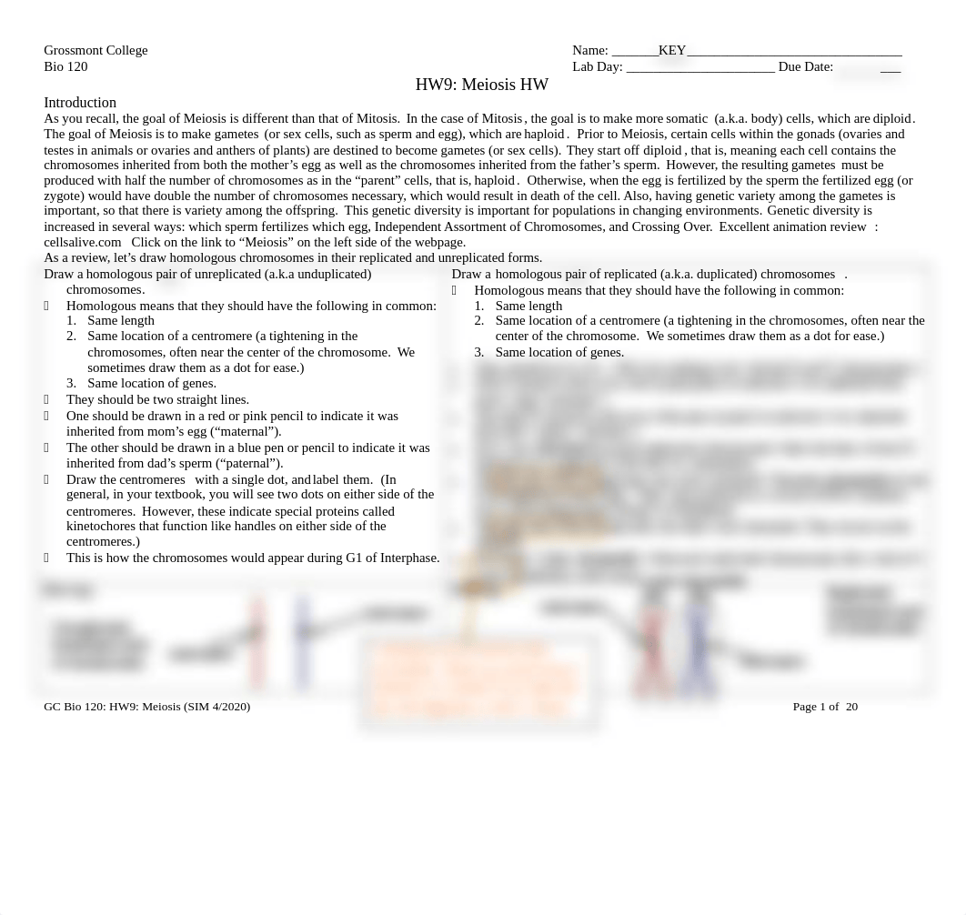 GC+Bio+120+HW9+Meiosis+2020+F+20pp+KEY.pdf_df12puyucya_page1