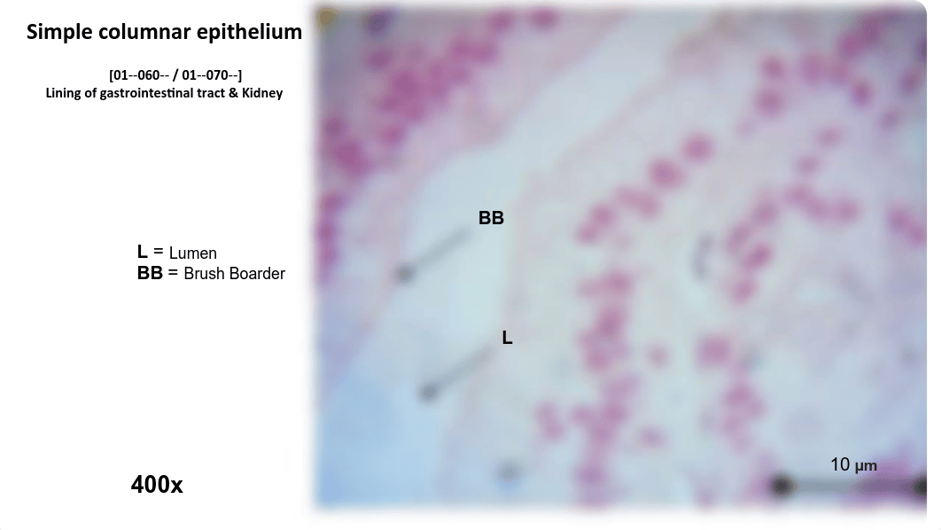 Animal Phys lab 3_df1k3ayah64_page4