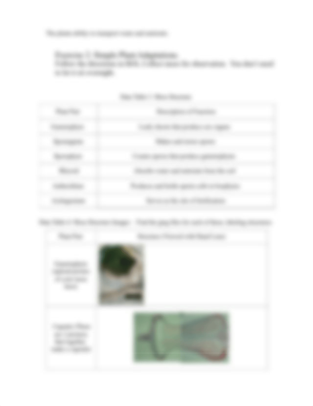 Worksheet 6 - Simple Plants-New.docx_df1rg5yh4bg_page3