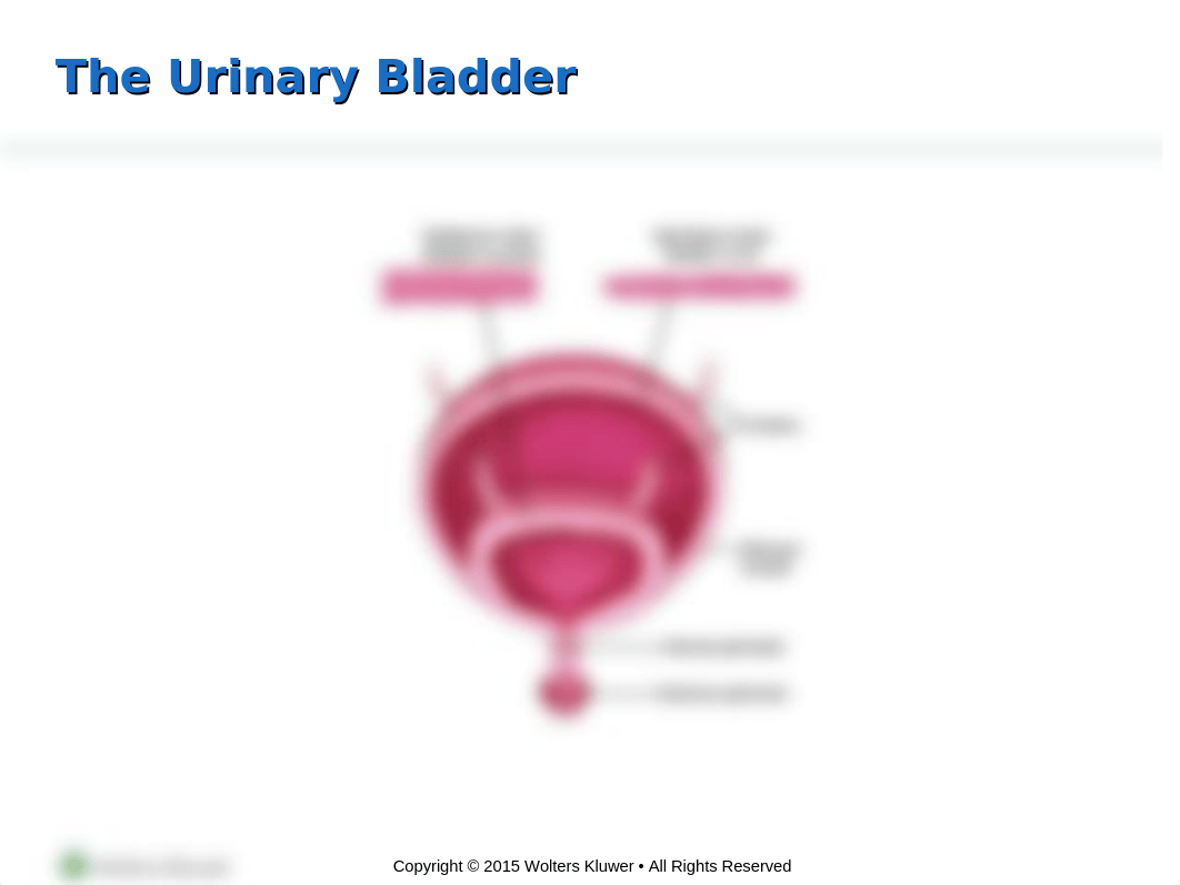 PPT_Chapter_36 - Urinary - student copy.ppt_df2i1la2ot9_page5