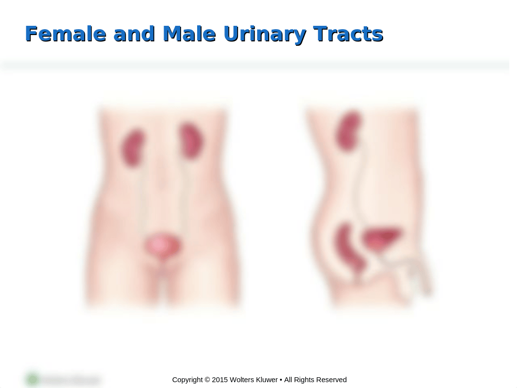 PPT_Chapter_36 - Urinary - student copy.ppt_df2i1la2ot9_page3