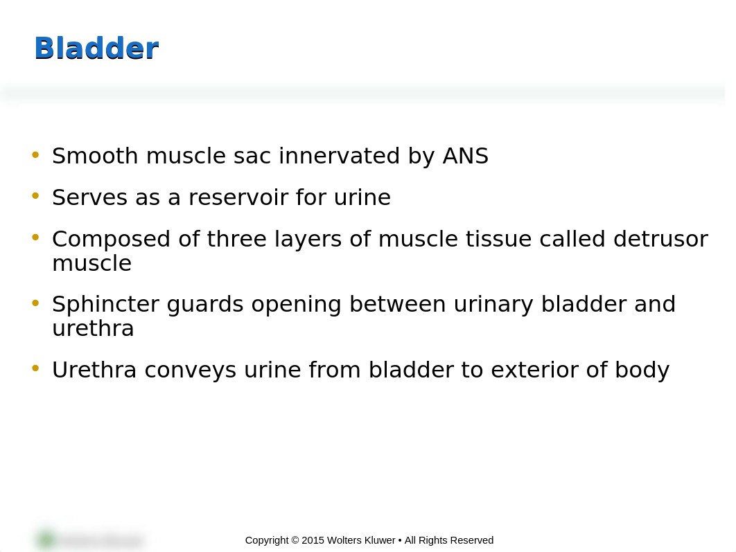 PPT_Chapter_36 - Urinary - student copy.ppt_df2i1la2ot9_page4