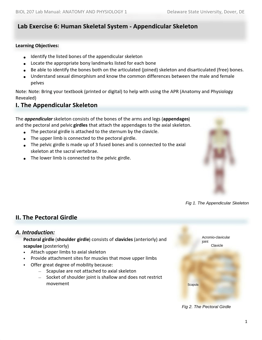 A and P I Lab exercise 6 - Appendicular Skeleton.pdf_df2oac1xtl2_page1