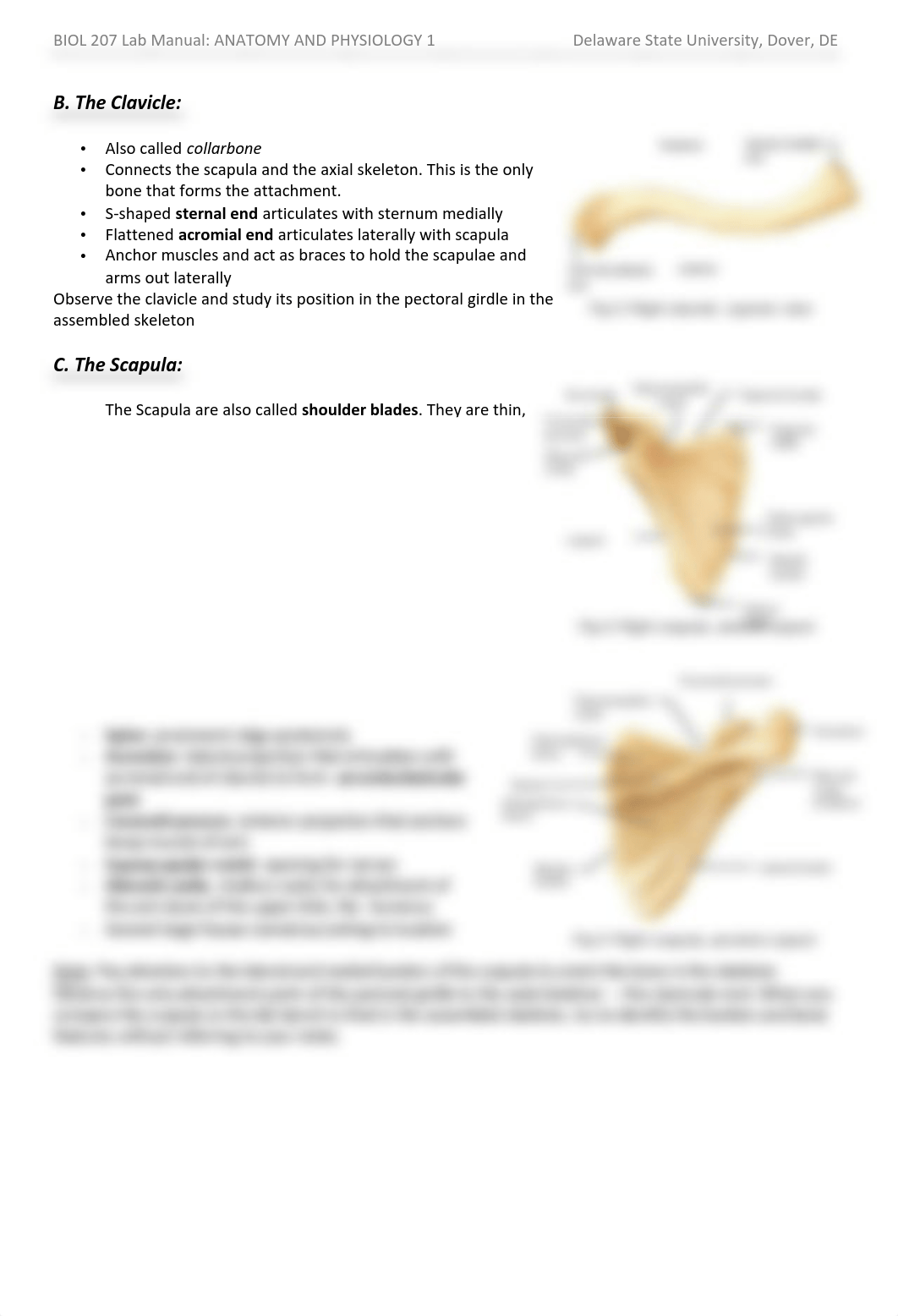 A and P I Lab exercise 6 - Appendicular Skeleton.pdf_df2oac1xtl2_page2