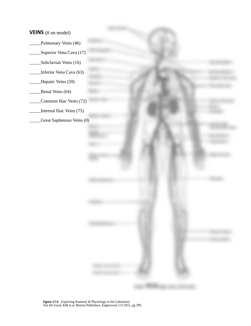 Heart and Circulatory System Models_df41crdlxwl_page3