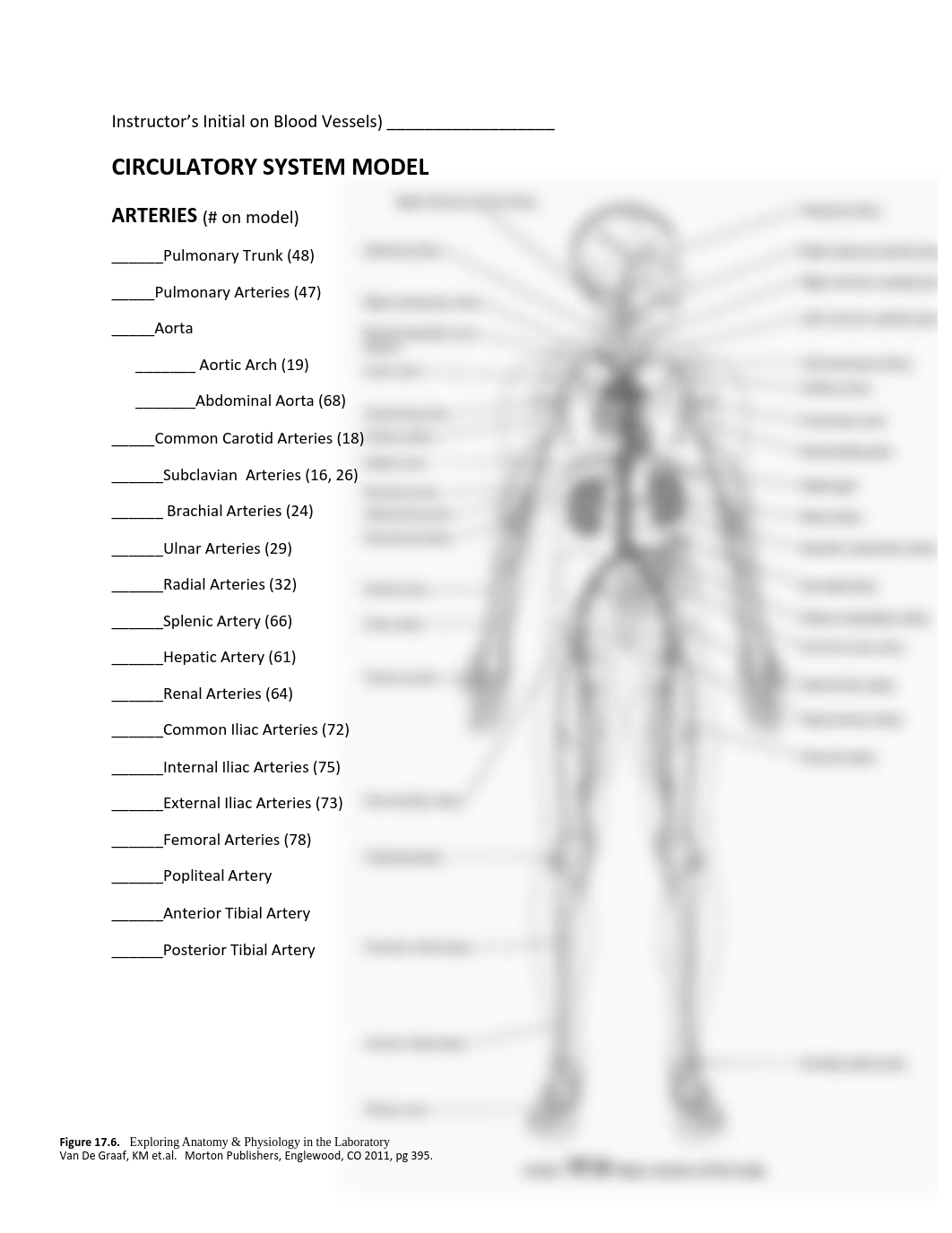 Heart and Circulatory System Models_df41crdlxwl_page2