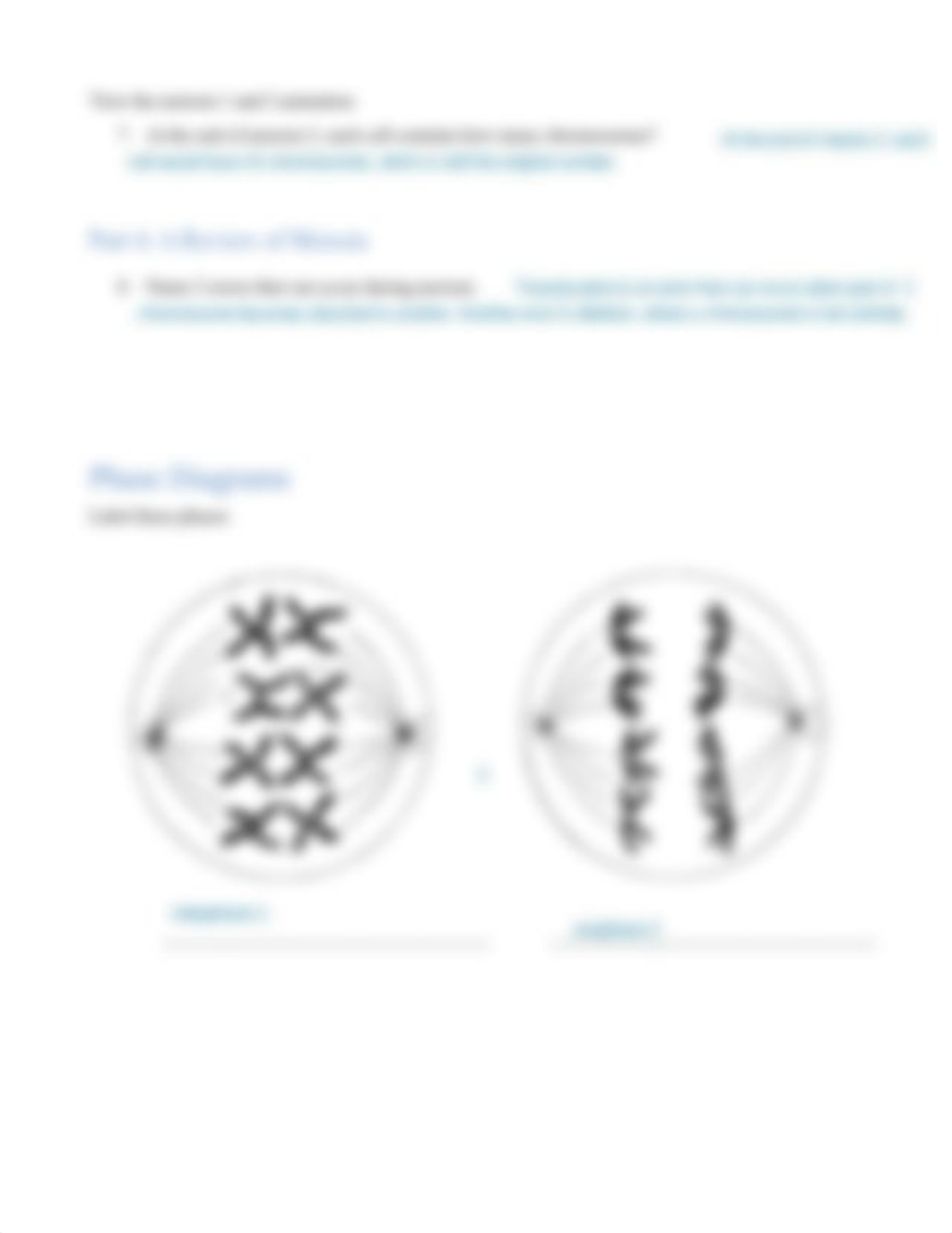 Meiosis_Worksheet (1).pdf_df4ni9fwfag_page2