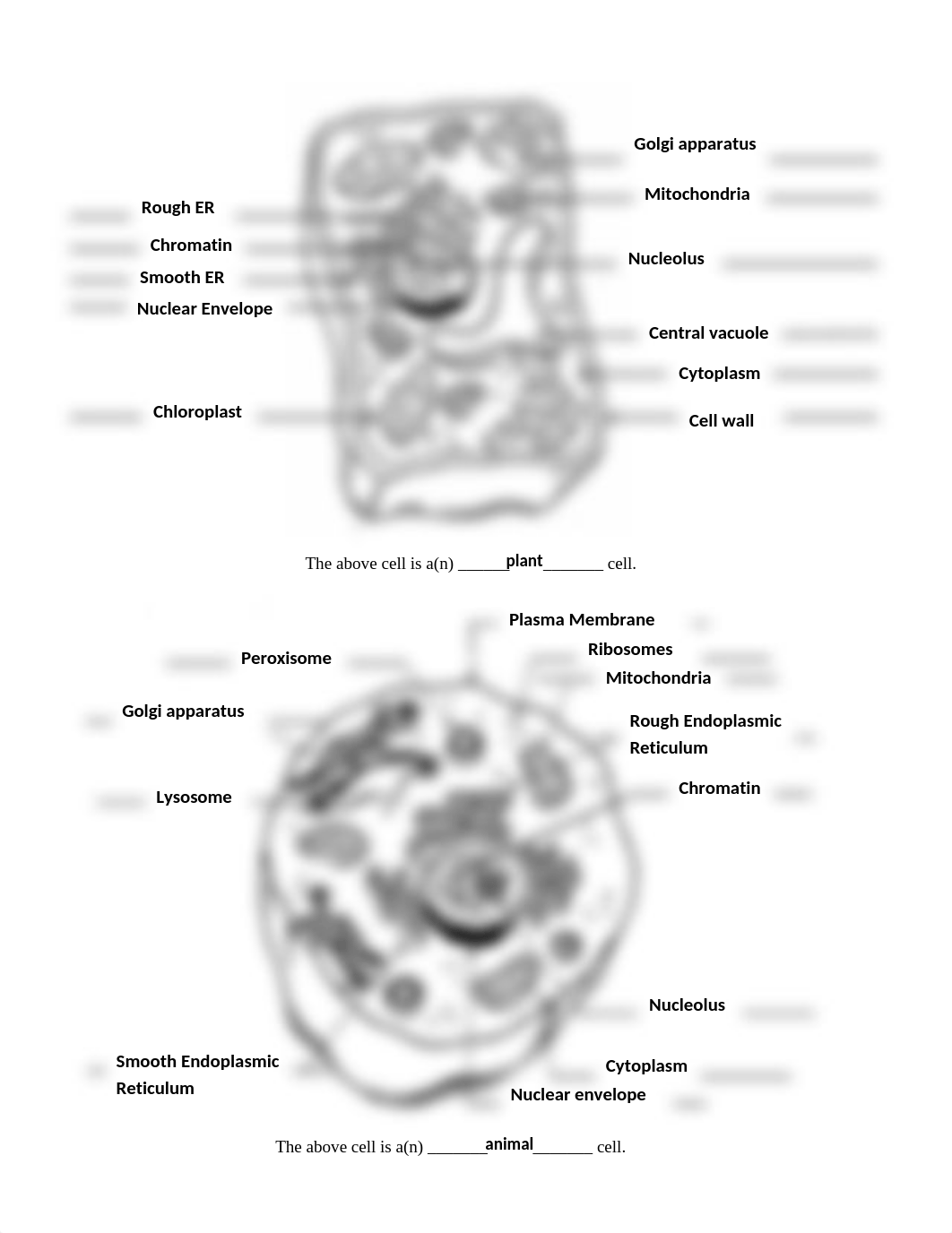 04Cell Structure and Function_df4xypskwsw_page2