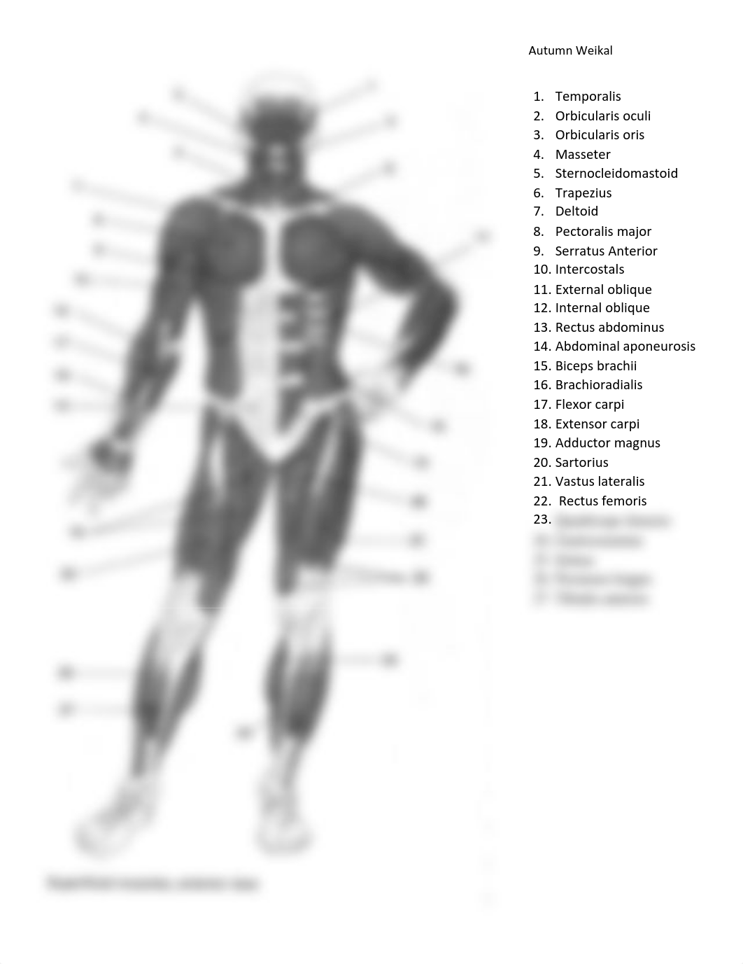 Post Lab ^LN8 - Muscle Sheet 7.31.pdf_df51j86cp70_page1