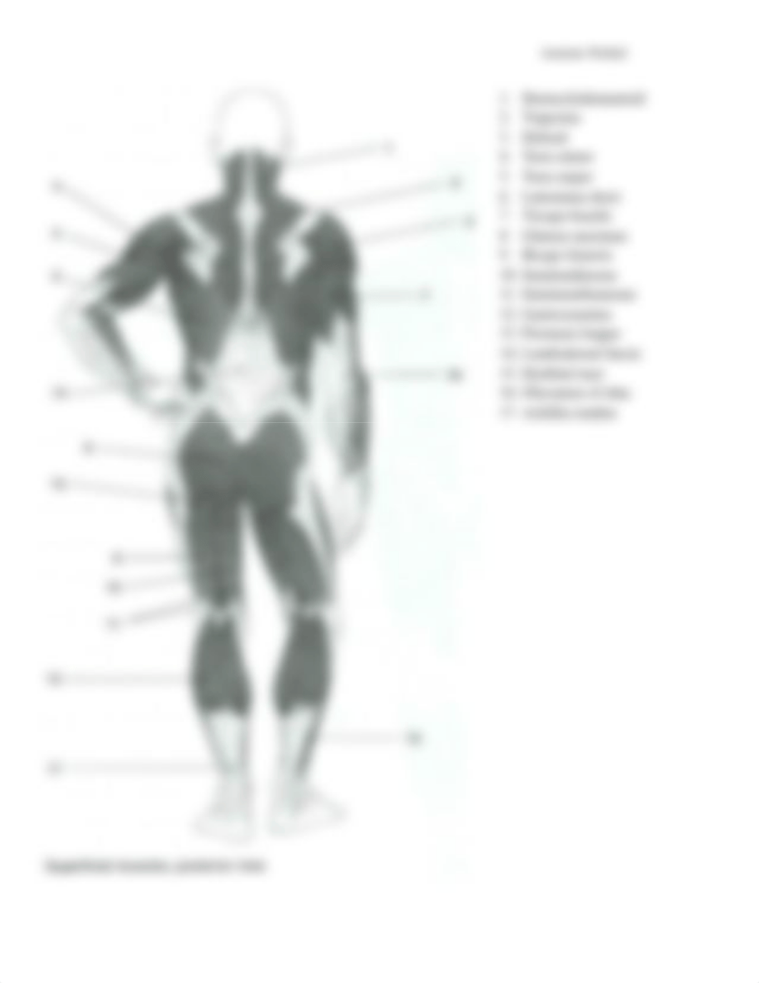 Post Lab ^LN8 - Muscle Sheet 7.31.pdf_df51j86cp70_page2